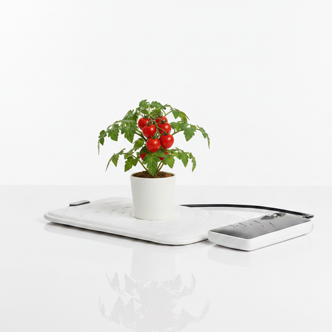PEMF Pulse Pad with Tomato Plant