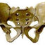 Corfit Sacroiliac Belt
